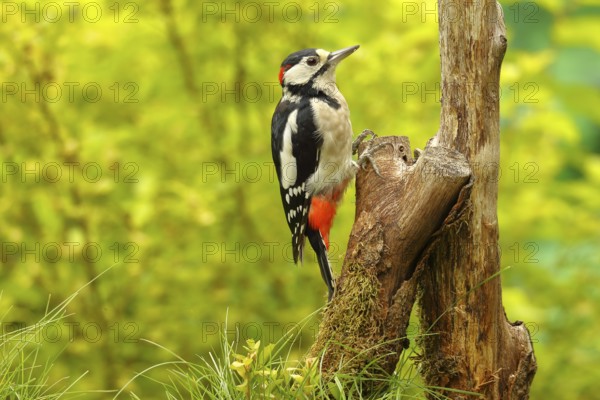 Great spotted woodpecker (Dendrocopos major) male sitting on dead wood in the forest, Animals, Birds, Woodpeckers, Wilnsdorf, North Rhine-Westphalia, Germany, Europe