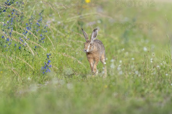 European hare (Lepus europaeus) Brown hare in motion hopping in a meadow. Kaiserstuhl, Freiburg im Breisgau, Baden-Württemberg, Germany, Europe