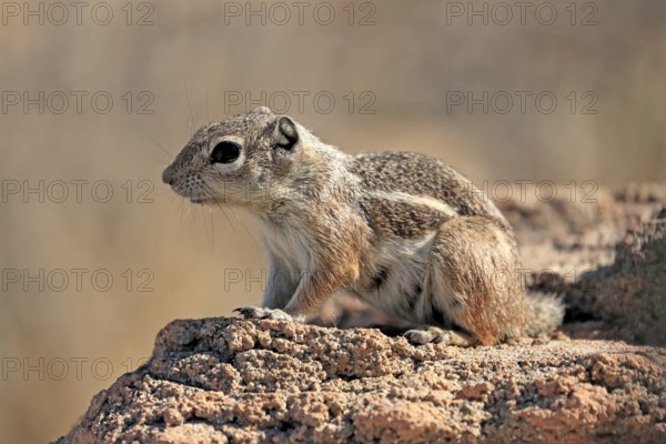 Antelope gopher, (Ammospermophilus harrisii), adult, on tree, foraging, Sonoran Desert, Arizona, North America, USA, North America