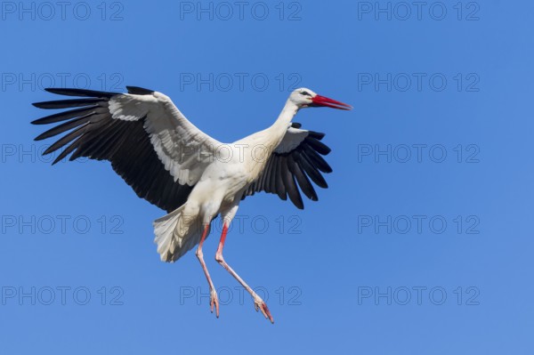 Single stork hovering elegantly with spread wings under a blue sky, white stork (Ciconia ciconia), wildlife, Germany, Europe