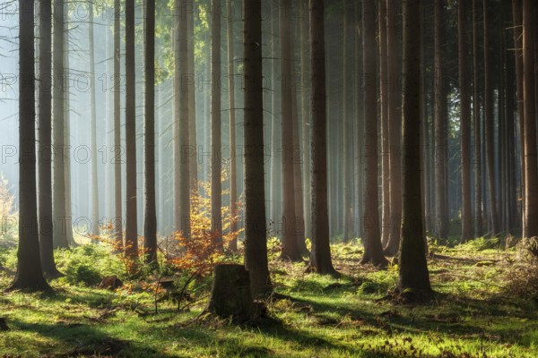 Spruce forest in autumn with fog, sun shining through the tree trunks, beech with autumn leaves, Harz foreland, Saxony-Anhalt, Germany, Europe