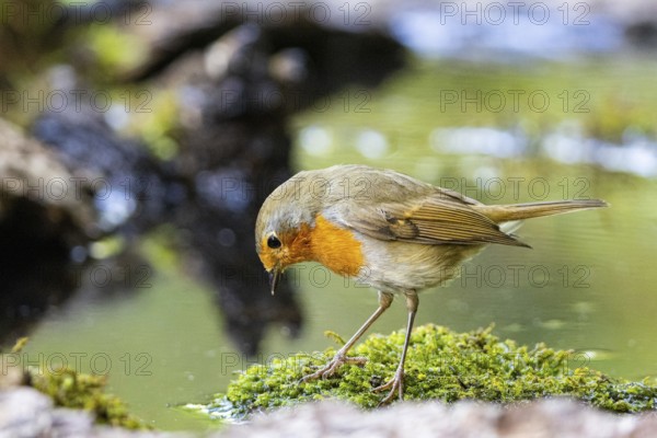 European robin (Erithacus rubecula) Germany#