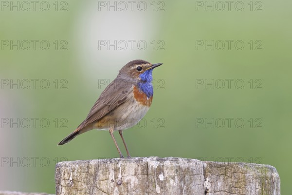 Bluethroat (Luscinia svecica cyanecula), male, on a pasture fence post, wildlife, Lembruch, Ochsen Moor, Dümmer nature park Park, Lower Saxony, Germany, Europe