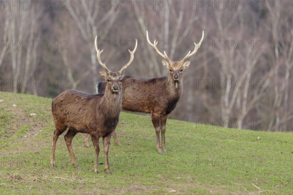 Two Japanese sika deer stags (Cervus nippon nippon) stand attentively in a meadow in hilly terrain and look at the photographer. A forest can be seen in the background