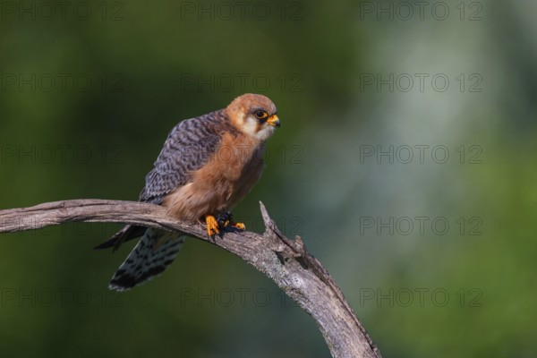 Red-footed Falcon, (Falco vespertinu), perching station, falcon family, Tower Hide, Tiszaalpár, Kiskunsági National Park, Bács-Kiskun, Hungary, Europe