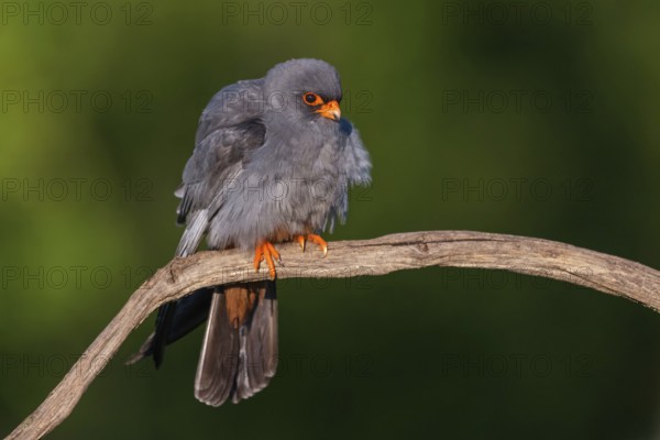 Red-footed Falcon, (Falco vespertinu), perching station, falcon family, Tower Hide, Tiszaalpár, Kiskunsági National Park, Bács-Kiskun, Hungary, Europe