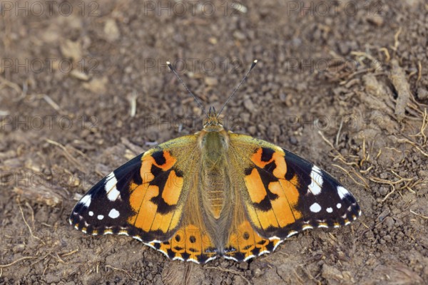 Thistle butterfly, (Vanessa cardui), Cynthia cardui, top view, Kaiserstuhl, Baden-Württemberg, Germany, Europe