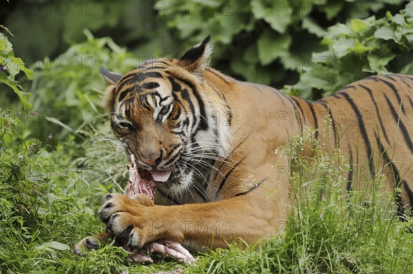 Sumatran tiger (Panthera tigris sumatrae), feeding, captive, occurring on Sumatra, Indonesia, Asia