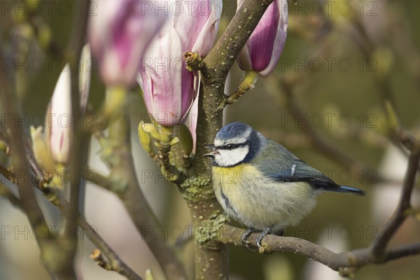 Blue tit (Cyanistes Caeruleus) adult bird singing on a garden Magnolia tree branch with blossom in spring, England, United Kingdom, Europe