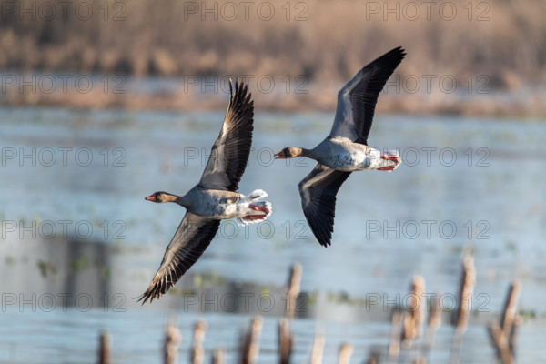 Pair of greylag geese flying together, in the Großen Rosin Moor nature reserve, Mecklenburg-Vorpommern, Germany, Europe