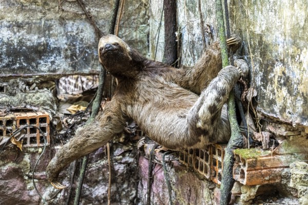 Brown-throated sloth (Bradypus variegatus) between the Paricatuba Ruins, Paricatuba, Iranduba, State of Amazonas, Brazil, South America