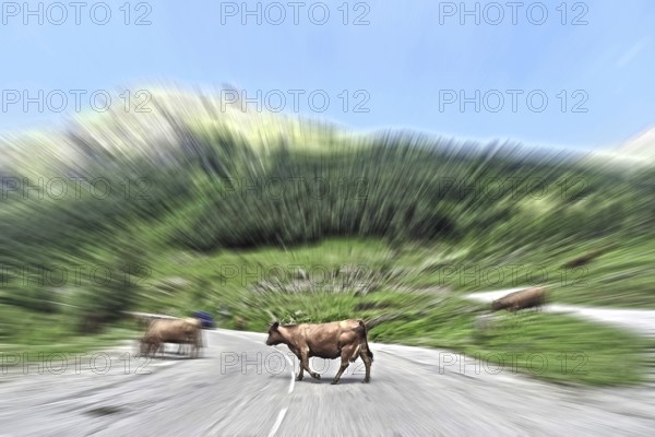 Dynamic photo with speed effect of speeding car driving at high speed on country road towards free-roaming cows Cow crosses road in front of car Motorbike provokes accident Traffic accident with large animal, international