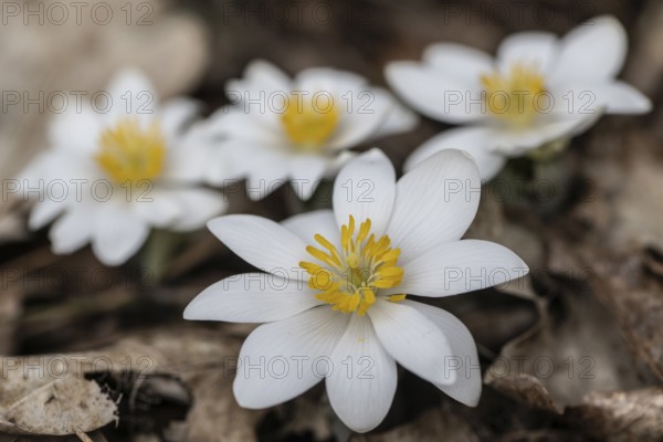 Canadian bloodroot (Sanguinaria canadensis), Emsland, Lower Saxony, Germany, Europe