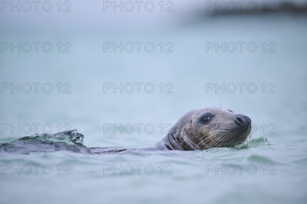 Grey seal (Halichoerus grypus) looking out of the water while swimming in the sea, Düne, Helgoland, Schleswig-Holstein, Germany, Europe