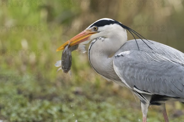 A grey heron (Ardea cinerea) with a caught fish in its beak in front of a natural background, Hesse, Germany, Europe