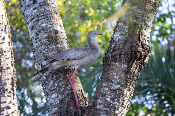 Red-footed seriema (Cariama cristata) Pantanal Brazil