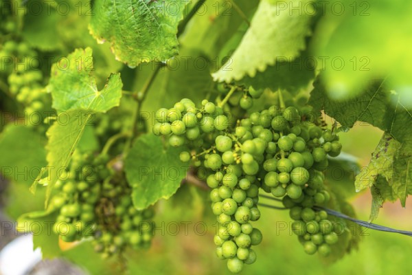 Vibrant clusters of green grapes hang amidst lush leaves, showcasing the bounty of a vineyard during the growing season