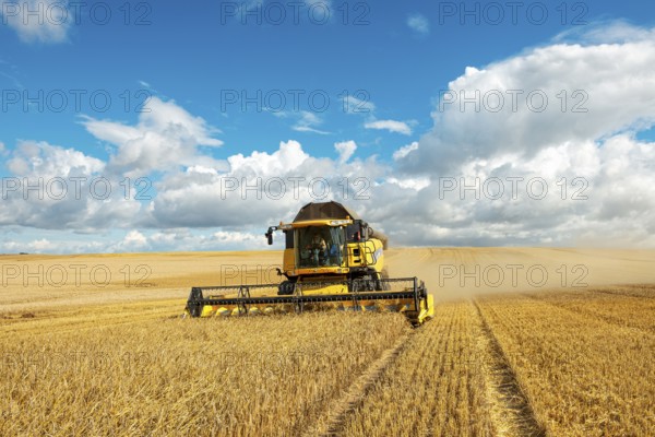Combine harvester harvesting barley, endless cornfield, blue sky with cumulus clouds, Saalekreis, Saxony-Anhalt, Germany, Europe