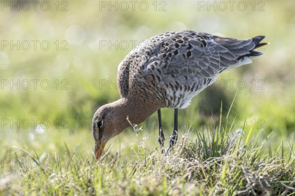 Black-tailed godwit (Limosa limosa), Lower Saxony, Germany, Europe