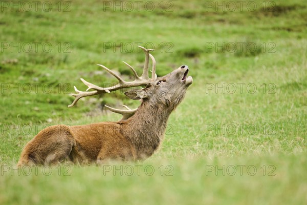 A deer with large antlers roaring while lying on a grassy field, Red deer (Cervus elaphus), Wildpark Aurach, Austria, Europe