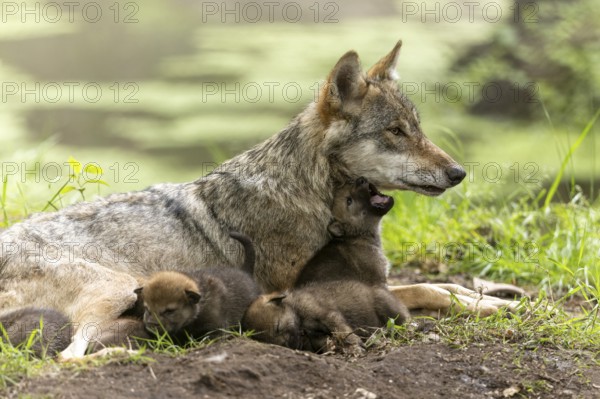 Wolf mother sitting in the grass with her pups, a pup cuddles up to her neck, European grey gray wolf (Canis lupus)