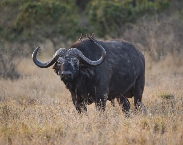 African buffalo (Syncerus caffer caffer) with red-billed oxpecker (Buphagus erythrorynchus), adult male, in dry grass, in the evening light, Kruger National Park, South Africa, Africa