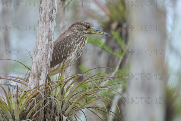Night heron (Nycticorax nycticorax), young bird on Bromelia, spring, Everglades National Park, Florida, USA, North America