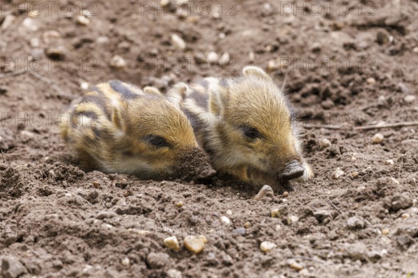 Young wild boars (Sus scrofa), Germany, Europe