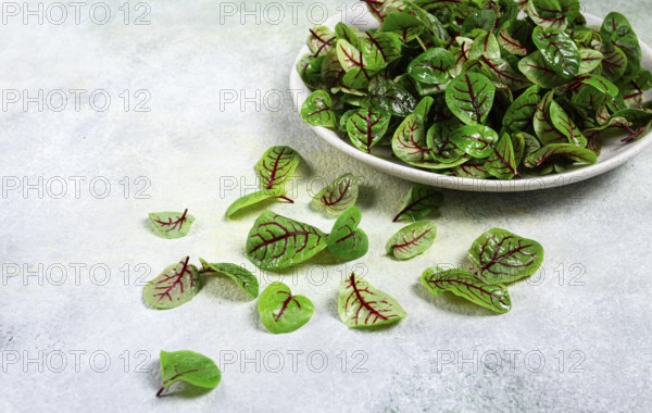 Sorrel bloody Mary, fresh baby sorrel leaves, with red veins, micro-greens, on a plate