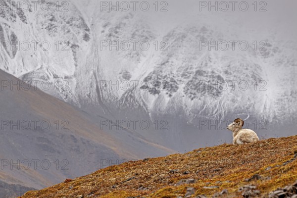 Dall sheep, Alaska snow sheep, Ovis dalli, lying in front of snow-covered mountains, Brooks Range, Alaska, USA, North America