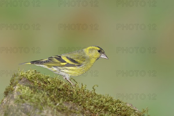 Eurasian siskin (Carduelis spinus), male sitting on a moss-covered stone, Wilnsdorf, North Rhine-Westphalia, Germany, Europe