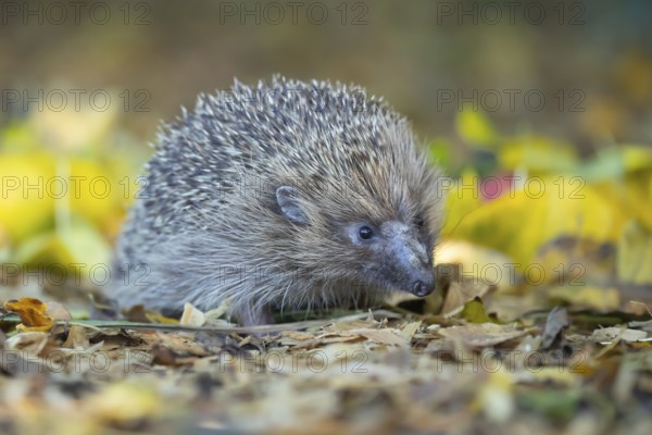 European hedgehog (Erinaceus europaeus) adult animal on an urban garden grass lawn with fallen autumnal leaves in the autumn, England, United Kingdom, Europe