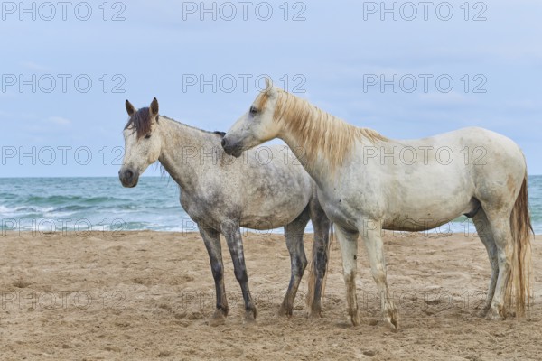 Two white Camargue horses standing on a sandy beach with a background of sea and sky, Camargue, France, Europe