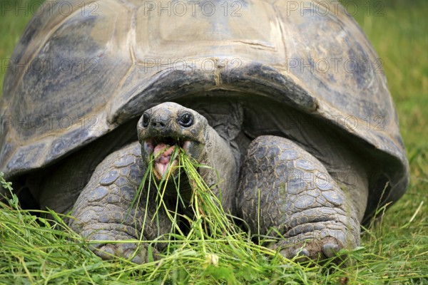 Aldabra giant tortoise, Seychelles giant tortoise (Aldabrachelys gigantea), adult, feeding, portrait, Seychelles, Africa