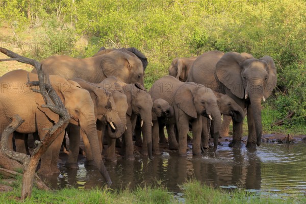 African elephant (Loxodonta africana), adult, juvenile, group, herd, at the water, drinking, Kruger National Park, Kruger National Park, South Africa, Africa
