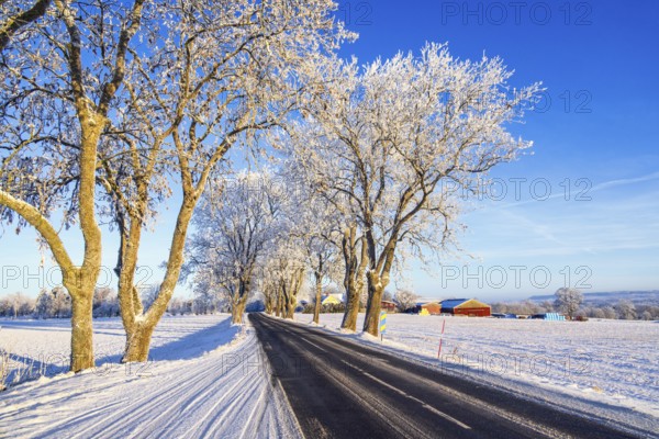 Tree lined country road in a rural winter landscape view with frost and snow a sunny winter day, Sweden, Europe