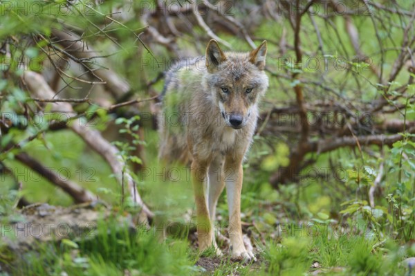 A gray wolf (Canis Lupus), standing in a forest surrounded by green vegetation, Germany, Europe