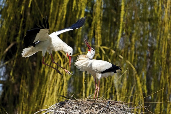 Two storks in a nest on a tree, one in flight, in a spring-like natural environment, white stork (Ciconia ciconia), wildlife, Germany, Europe