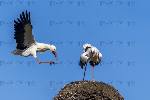 A stork lands on a nest while another looks on, white stork (Ciconia ciconia), wildlife, Germany, Europe
