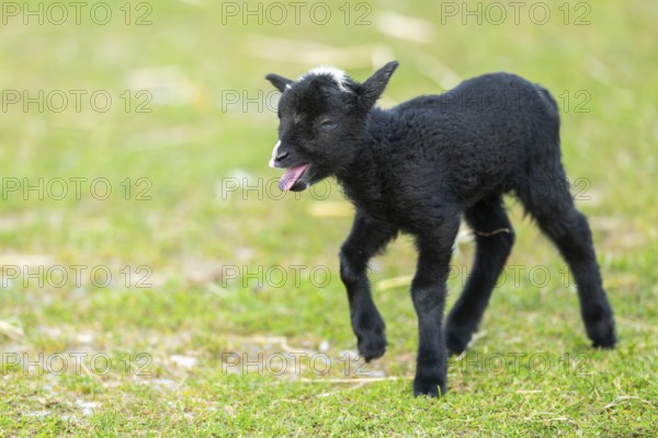 Domestic sheep (Ovis orientalis aries), lamb, with black fur standing on a meadow, Bavaria, Germany, Europe