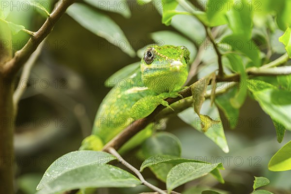 Mediterranean chameleon (Chamaeleo chamaeleon) in a tree, captive, Germany, Europe