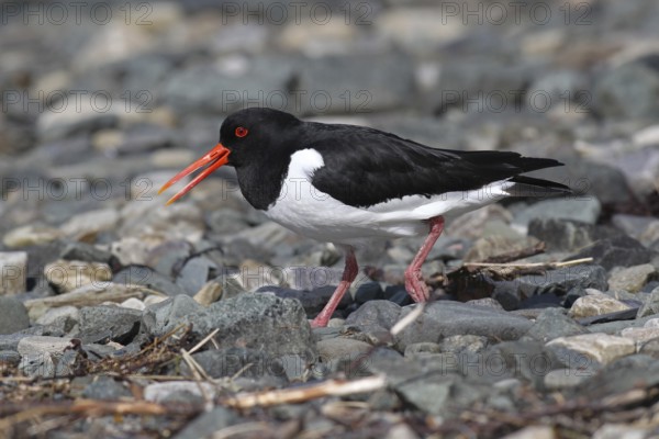 Oystercatcher (Haematopus ostralegus) calling on the riverbank, Lapland, Norway, Scandinavia, Lapland, Norway, Europe