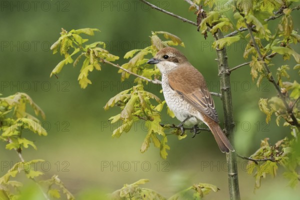 A Red-backed shrike (Lanius collurio), female animal, sitting on the twig of a young Oak tree with fresh green leaves, Hesse, Germany, Europe