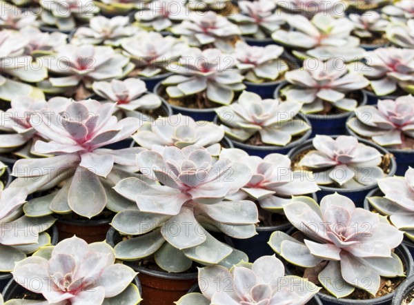 Beautiful succulent plant in greenhouse. Closeup, floral patterns, selective focus