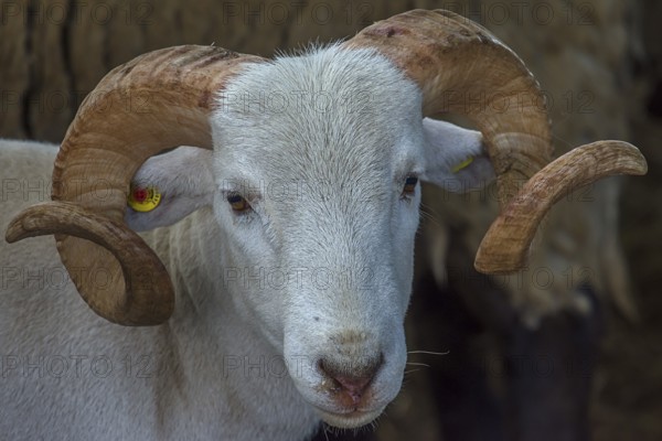 Portrait of a horned, white Moorschnucke (Ovis aries), shorn, Mecklenburg-Vorpommern, Germany, Europe