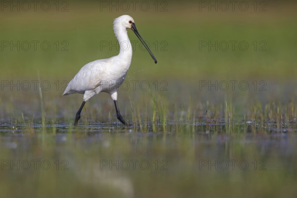 Spoonbill, (Platalea leucorodia), Floating Hide fixed, Tiszaalpár, Kiskunsági National Park, Bács-Kiskun, Hungary, Europe