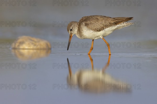 Common redshank (Tringa totanus), East Khawr / Khawr Ad Dahariz, Salalah, Dhofar, Oman, Asia