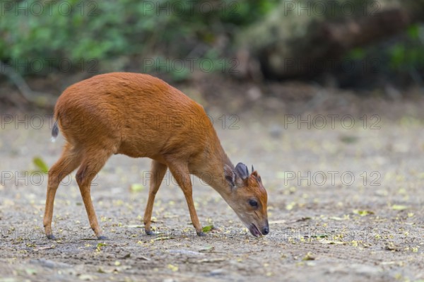Red forest duiker (Cephalophus natalensis) antelope, iSimangaliso Wetland Park, St. Lucia, KwaZulu-Natal, South Africa, Africa
