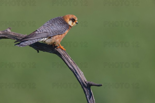 Red-footed Falcon, (Falco vespertinu), perching station, falcon family, Tower Hide, Tiszaalpár, Kiskunsági National Park, Bács-Kiskun, Hungary, Europe