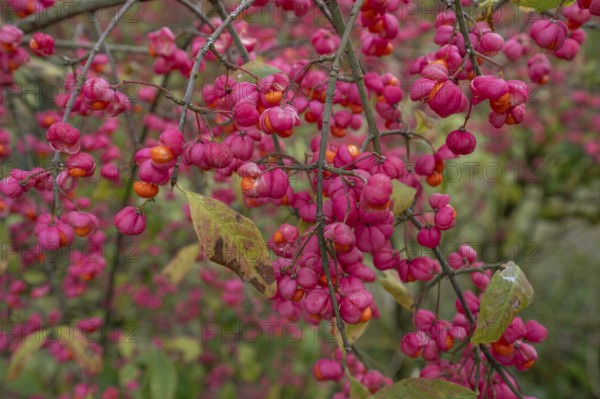 Blossoms of the common spindle bush (Euonymus europaeu) s, Bavaria, Germany, Europe